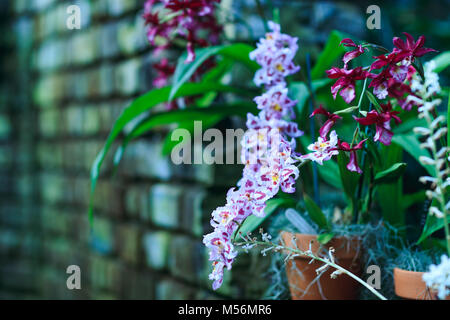 Violette Stiefmütterchen Blume, Nahaufnahme von Viola tricolor im Frühling Garten, Nahaufnahme, Hintergrund. Erstaunlich rosa Blumen Frühling. Schönen lila lila Blüten. Stockfoto