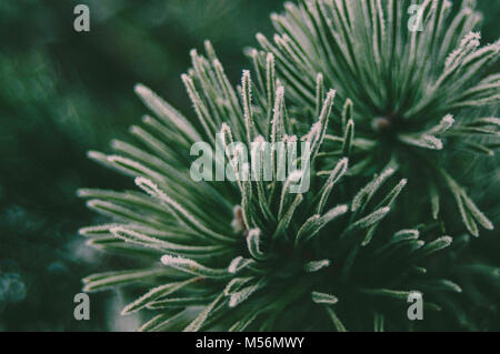 Grüne fichte Äste. Wald Stimmung. Winter Licht. Stockfoto