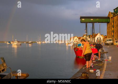 Krabben aus der Hafenmauer in Wells-next-the-Sea, während es regnet. Stockfoto