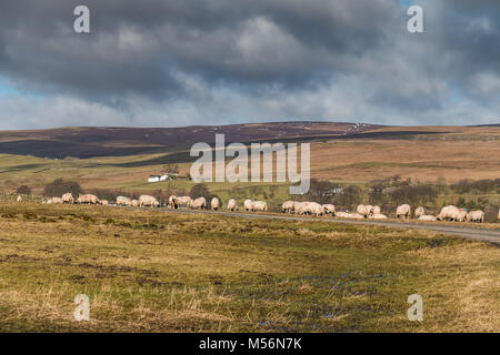 North Pennines Landschaft, Schafe am Straßenrand in der Nähe von Holwick Lodge, Teesdale, auf einer feinen Winter morgen Stockfoto