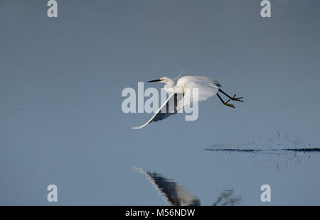 Seidenreiher, Egretta garzetta Flug dauert. Winter.. Großbritannien Stockfoto