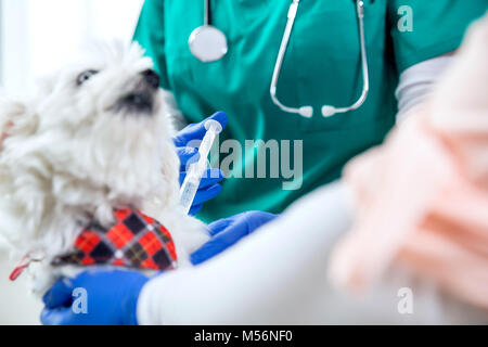 Tierarzt unkenntlich macht eine Injektion zu einem Hund Stockfoto