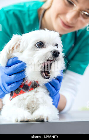 Der Hund gähnt, während der Prüfung der Zähne Stockfoto