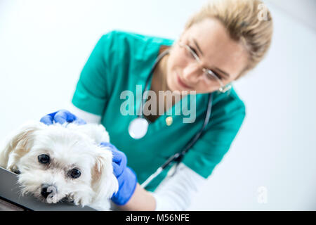 Weibliche Tierarzt untersucht den Hund Stockfoto