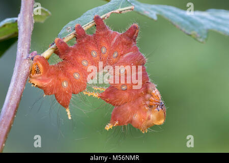 Imperial Motte Caterpillar auf Chestnut Eiche am Schilf Läuft, Lancaster Conservancy, Lancaster County, Pennsylvania, Sommer. Stockfoto