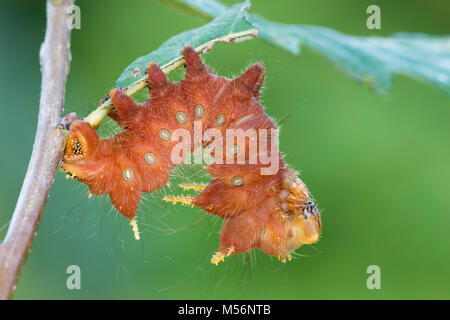 Imperial Motte Caterpillar auf Chestnut Eiche am Schilf Läuft, Lancaster Conservancy, Lancaster County, Pennsylvania, Sommer. Stockfoto