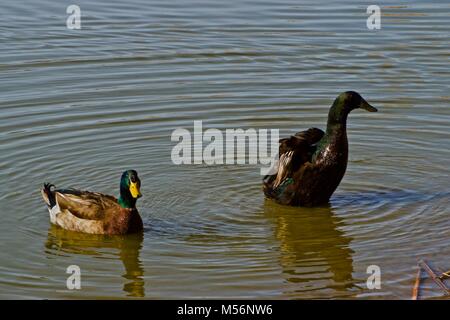 Zahme Stockenten, Lindsey Park Public Angelsee, Canyon, Texas Stockfoto