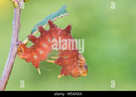Imperial Motte Caterpillar auf Chestnut Eiche am Schilf Läuft, Lancaster Conservancy, Lancaster County, Pennsylvania, Sommer. Stockfoto