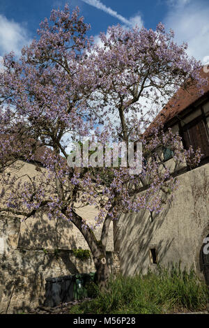 Chinesischer Blauglockenbaum, Kaiserbaum, Kaiser-Paulownie, Blauglockenbaum, Kiribaum, Paulownia Tomentosa, Paulownia Imperialis, Princesstree, foxglo Stockfoto