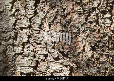 Gewöhnliche Fichte, Fichte, Rot-Fichte, Rotfichte, Rinde, Borke, Stamm, Baumstamm, Picea abies, gemeinsame Fichte, Fichte, Fichten, Rinde, Rinde, trun Stockfoto