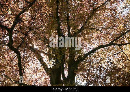 Blutbuche, Purpurbuche, Blut-Buche, Purpur-Puche, Fagus sylvatica f. purpurea, Fagus sylvatica w. atro-punicea, Rot-Buche, Rotbuche, Buche, Kupfer bee Stockfoto