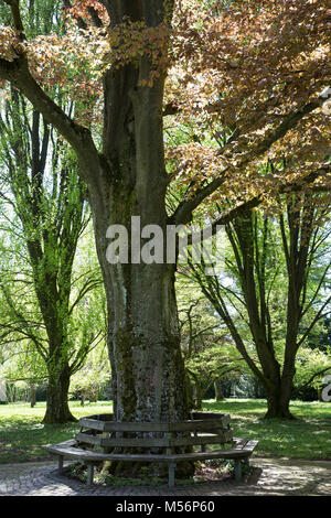 Blutbuche, Purpurbuche, Blut-Buche, Purpur-Puche, mit Bank, Parkbank, Sitzbank, Parkbaum, Fagus sylvatica f. purpurea, Fagus sylvatica w. atro-punicea Stockfoto