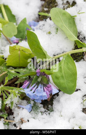 Virginia Bluebells belastet durch eine Feder Schnee am Shenks Fähre Wildflower bewahren, Lancaster Co., Pennsylvania. Stockfoto