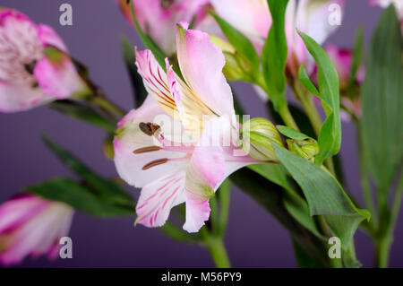 Alstroemeria Blumen auf grauem Hintergrund Stockfoto