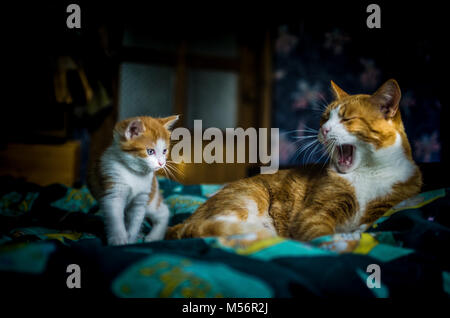 Ein sechs Wochen altes Kätzchen Uhren Mutter Katze morgen Gähnen. Stockfoto