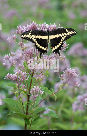 Riesige Schwalbenschwanz (Papilio cresphontes) nectaring auf beschmutzt Joe-Pye Unkraut. Gifford Pinchot State Park, Pennsylvania, Sommer. Stockfoto