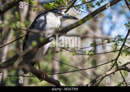 Schwarz - gekrönte Nachtreiher (Nycticorax nycticorax) in einem Baum an Homosassa Springs Wildlife State Park in Homosassa Florida in der Nähe der Golfküste thront. Stockfoto