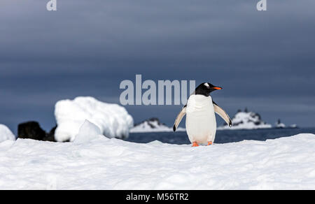 Long-tailed Gentoo Pinguin; Pygoscelis papua; Half Moon Island; Antarktis Stockfoto