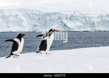 Long-tailed Gentoo Penguins; Pygoscelis papua; Half Moon Island; Antarktis Stockfoto