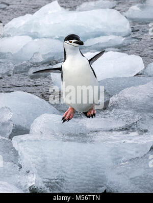 Kinnriemen Pinguine; Pygoscelis antarcticus; beringt pinguin ; bearded Penguin; stonecracker Penguin; Half Moon Island; Antarktis Stockfoto