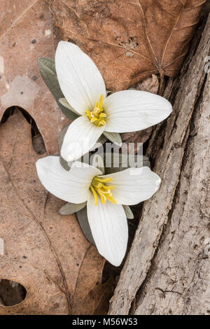 Schnee Trillium (Trillium nivale) gehören zu den frühesten blühenden oft mit Schnee bedeckt, während blühen im späten Winter. Stockfoto