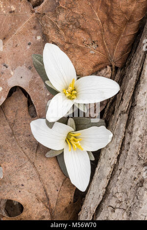 Schnee Trillium (Trillium nivale) gehören zu den frühesten blühenden oft mit Schnee bedeckt, während blühen im späten Winter. Stockfoto