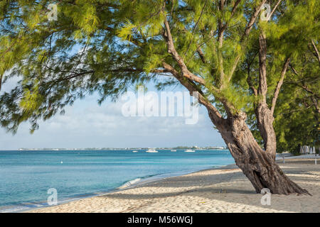 Anmutige Casuarina Kiefern auf Seven Mile Beach auf Masse, Cayman, Cayman Islands. Stockfoto