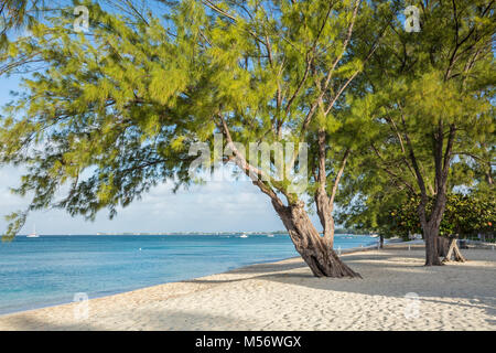 Anmutige Casuarina Kiefern auf Seven Mile Beach auf Masse, Cayman, Cayman Islands. Stockfoto