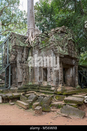 Ta Prohm tempel dschungel überwachsen mit Bäumen, Angkor, Kambodscha Stockfoto