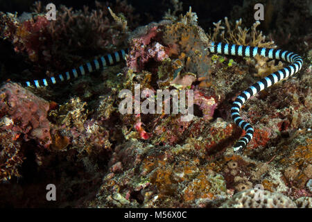 Die gelb-lippig Meer krait (Laticauda colubrina) in der Nähe Panglao Island, Philippinen Stockfoto