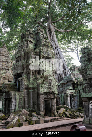 Ta Prohm tempel dschungel überwachsen mit Bäumen, Angkor, Kambodscha Stockfoto