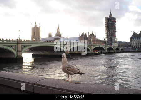 Ein Londoner Southbank Seagull sich auf eine Wand mit Westminster Bridge und das Parlament im Hintergrund mit Gerüst abgeschlossen. Stockfoto