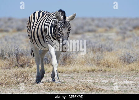 Burchell's Zebra (Equus quagga burchellii), Wandern in den trockenen Grasland, Etosha National Park, Namibia, Afrika Stockfoto