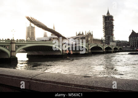 Ein Londoner Southbank Möwe fliegt in Richtung Westminster Bridge und das Parlamentsgebäude mit Gerüst Restaurierung auf Elizabeth Tower. Stockfoto