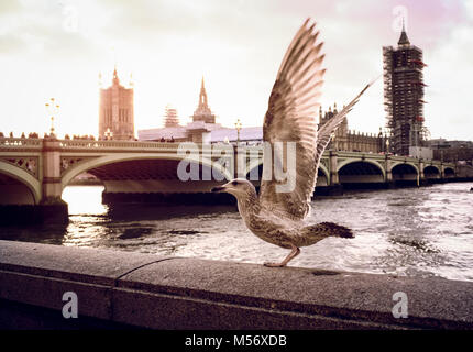 Ein Londoner Southbank seagull streckt seine Flügel, als er an der Wand mit Westminster Bridge und das Parlament im Hintergrund sitzt. Stockfoto