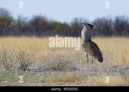 Kori Bustard (Ardeotis Kori), in Trockenrasen, Etosha Nationalpark, Namibia, Afrika Stockfoto