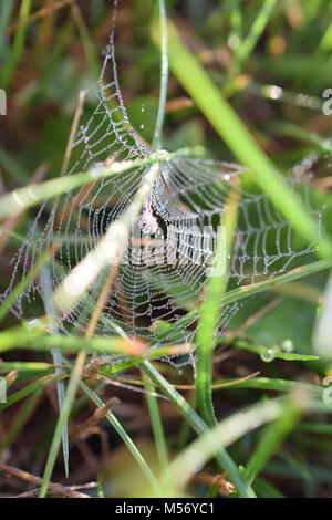 Spinnennetz Stockfoto