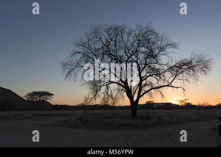 Sonnenuntergang hinter einem trockenen Baum im Erongo Gebirge in Namibia Stockfoto