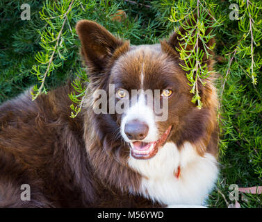 Brauner und weisser Border Collie im Busch Stockfoto