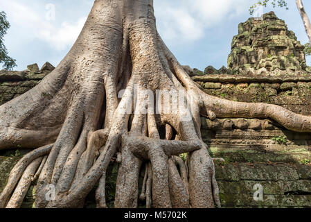 Wurzeln der spung Baum an der zweiten Klausur der Ta Prohm Dschungel Tempel in Angkor, Kambodscha Stockfoto