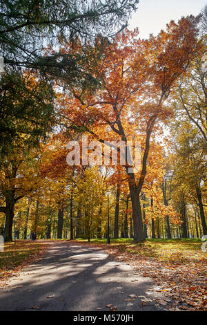 Herbst Landschaft - ein Park in warmes Licht getaucht Stockfoto