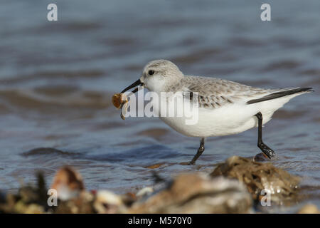 Eine atemberaubende Sanderling (Calidris alba) entlang der Küste bei Flut mit Nahrung im Schnabel auf der Insel Sheppey, Kent, Großbritannien. Stockfoto