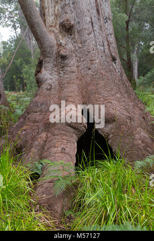 Oma Tingle (auch als Großmutter tingle bekannt), ein Red Tingle Tree im Tal der Riesen, in der Nähe von Normalup im Süden von Western Australia Stockfoto