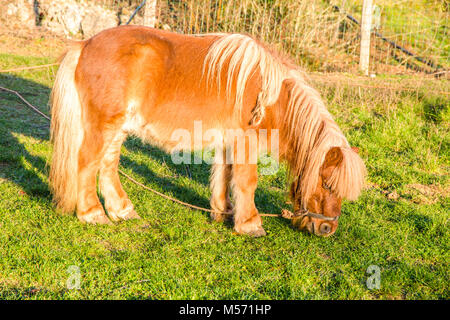 Schön braun Pony Stockfoto