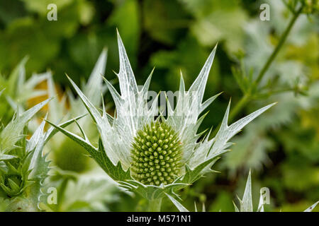 In der Nähe von Eryngium giganteum Silver Ghost' Stockfoto