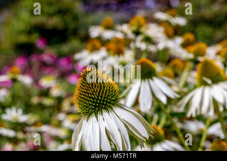 Echinacea Purpurea "Green Edge" Stockfoto