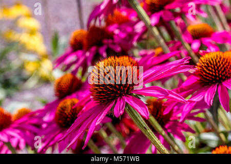 Echinacea 'Pink Shimmer" (Flag) Stockfoto