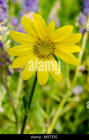 Gelbe Aspen Sonnenblume in einem Feld von Blumen Stockfoto
