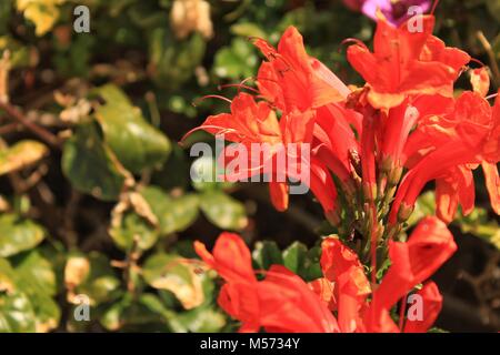 Schöne und bunte orange Bignonia Capensis Blumen im Garten unter blauem Himmel Stockfoto