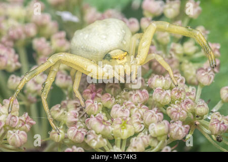 Crab Spider (Misumena vatia) wartet auf Beute auf einem umbellifer Blume. Tipperary, Irland. Stockfoto